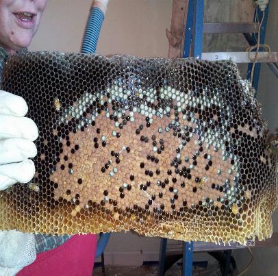 FAQs about Bee Removal