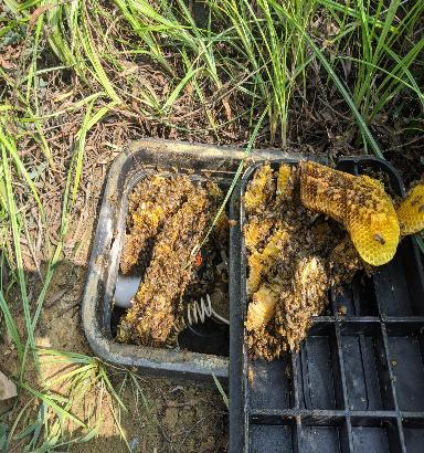 Reasons To Enlist Live Bee Removal Services