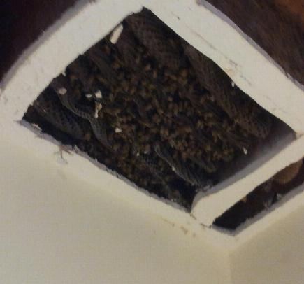 bee removal near me