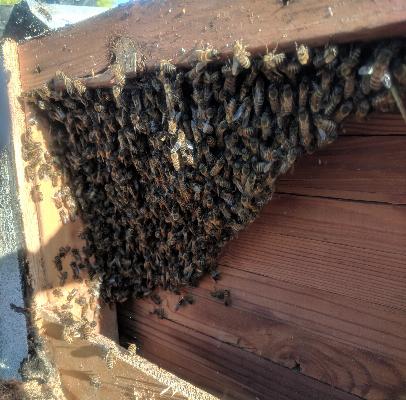Get Effective Bee Control Oakland Park Services