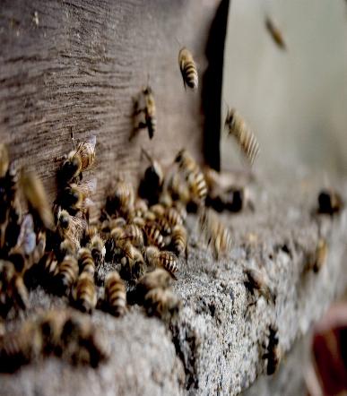 Specialists in Bee Removal | Eliminating Bees